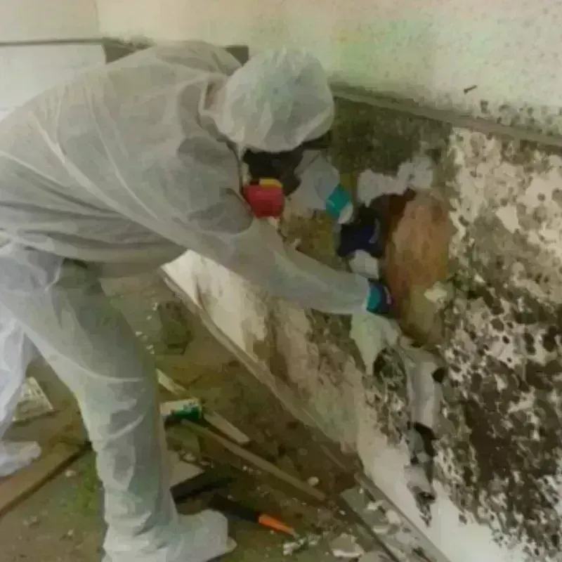 Mold Remediation and Removal in Marion County, OR